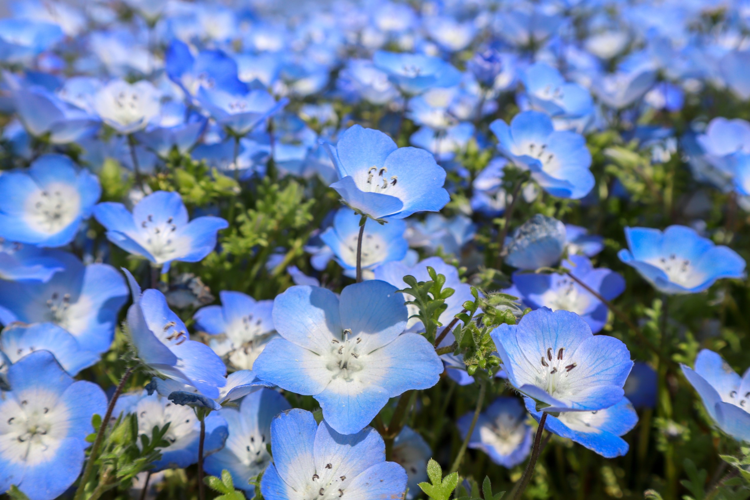 スタッフが撮影しました。