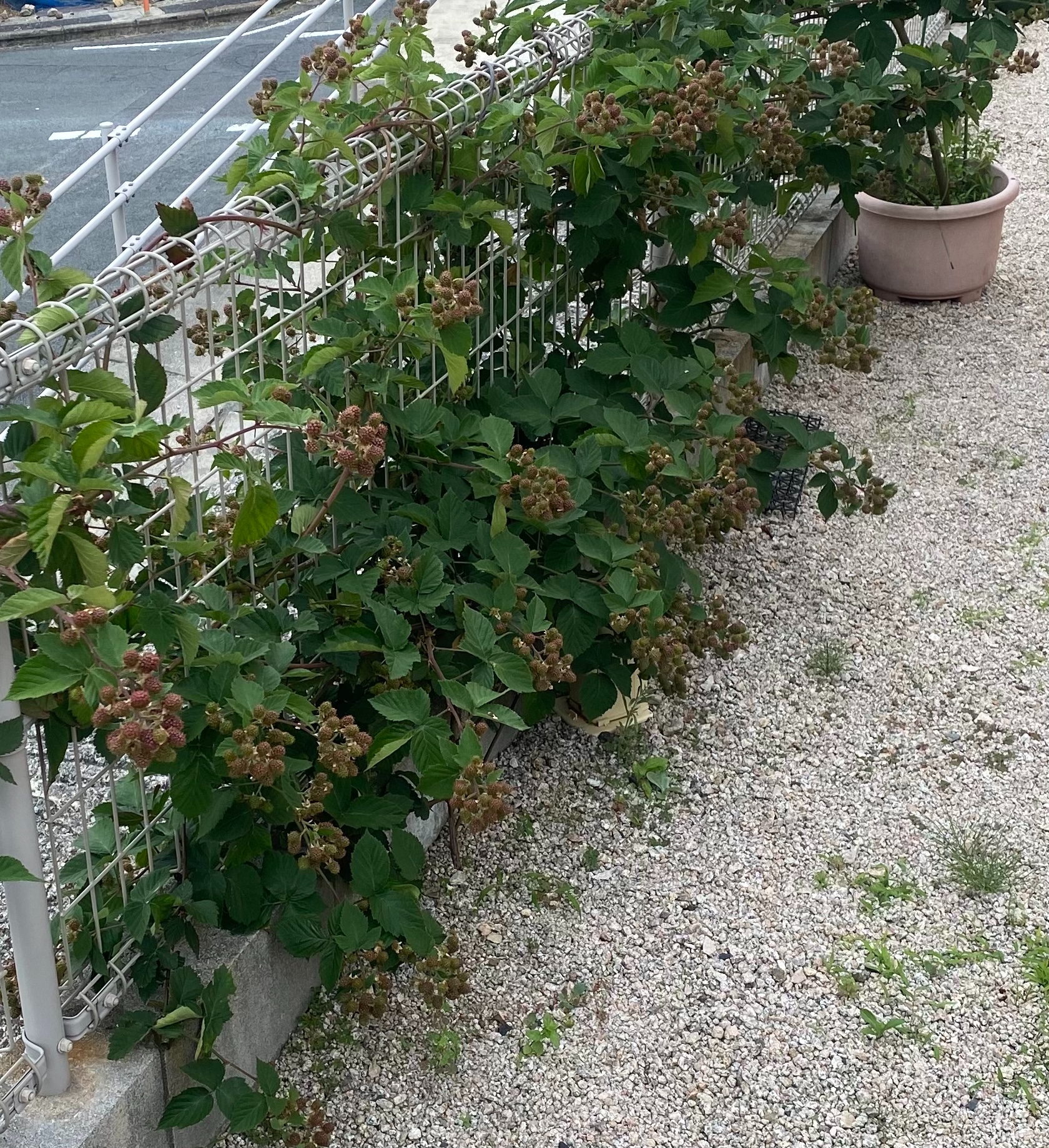 21年6月17日 則松一家の部屋 タイヤ館 則松 タイヤからはじまる トータルカーメンテナンス タイヤ館グループ