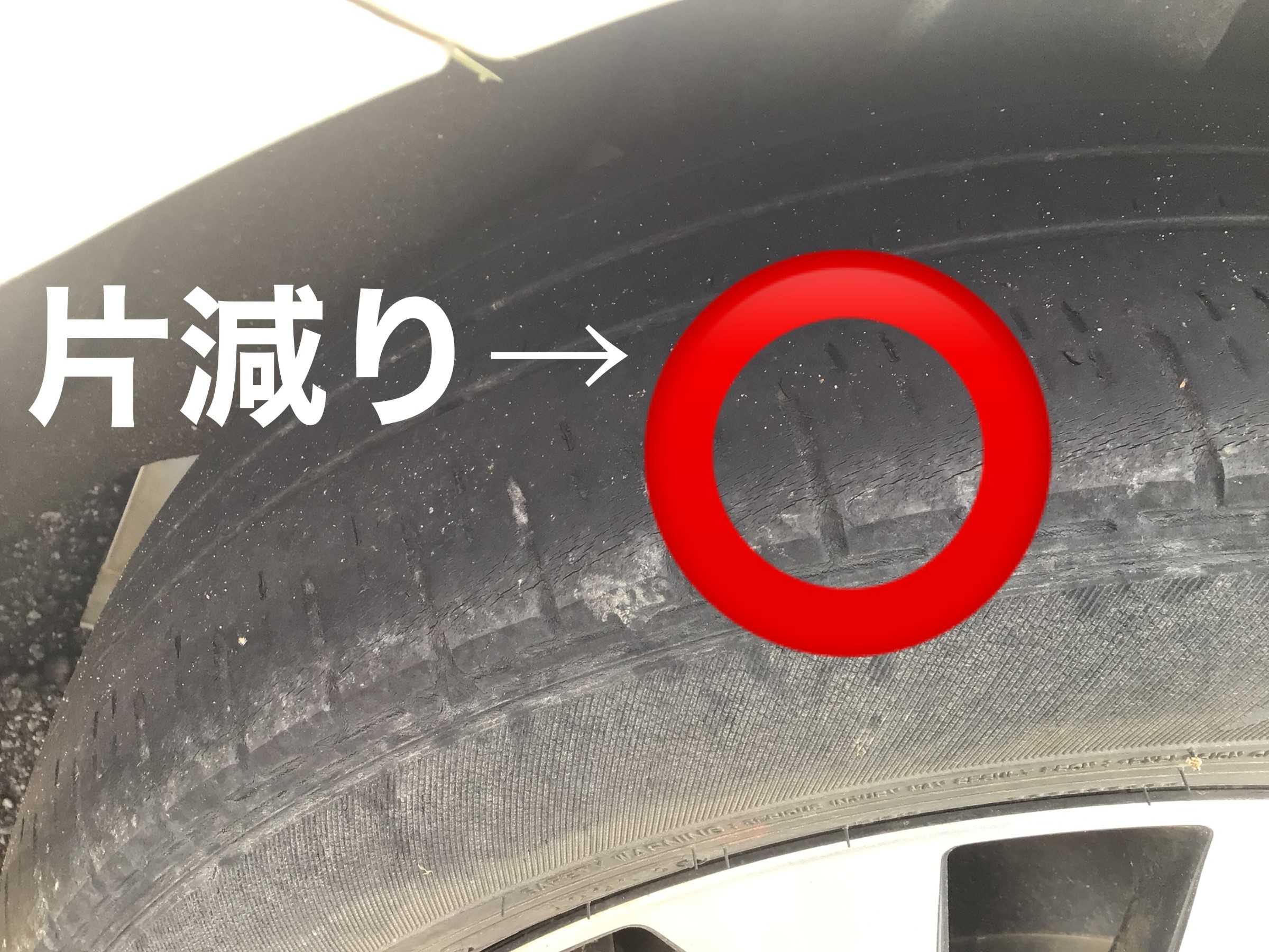 画像はスタッフ撮影です
