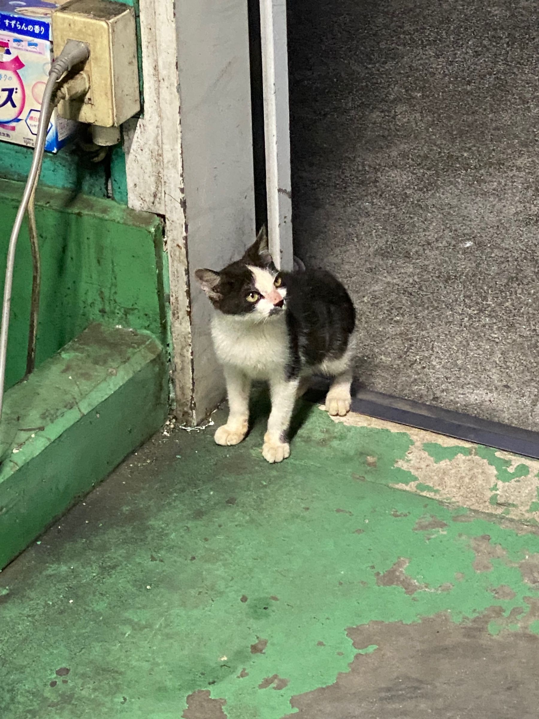 自分が撮影してます