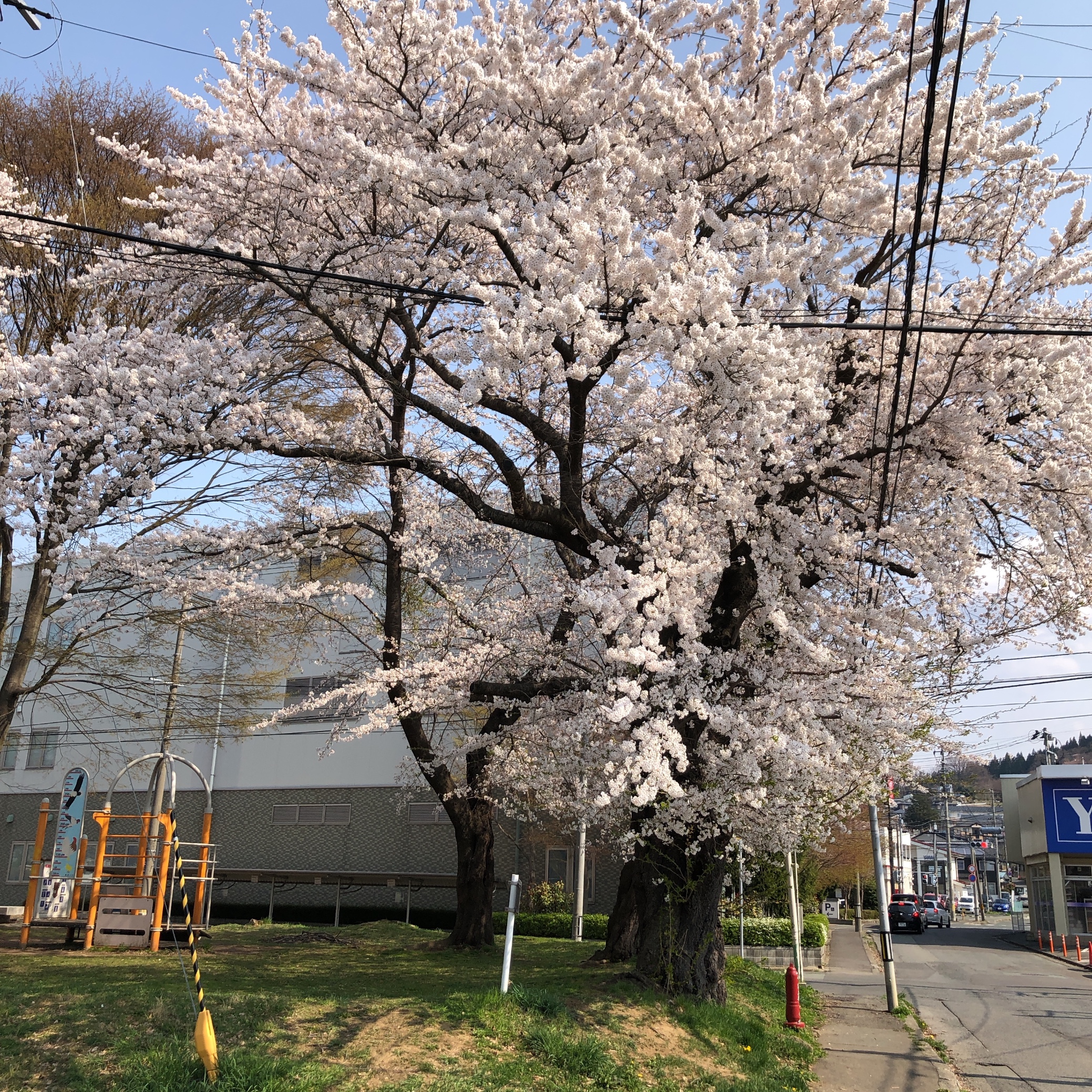 スタッフ撮影です