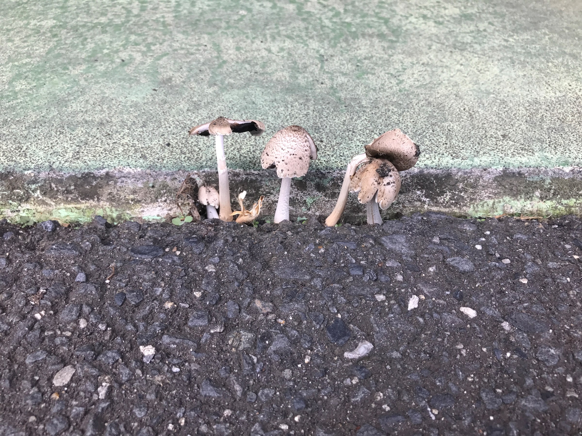 ど根性キノコ！ | 店舗おススメ情報 | タイヤ館 ひたち多賀（茨城県）