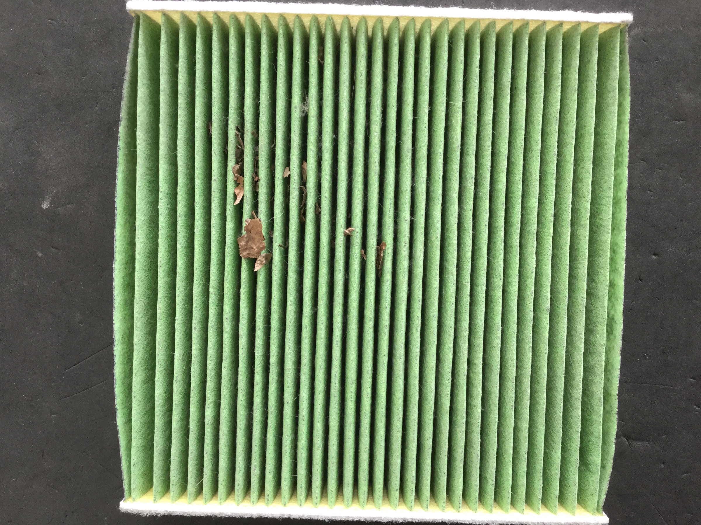 スタッフが撮影した画像です