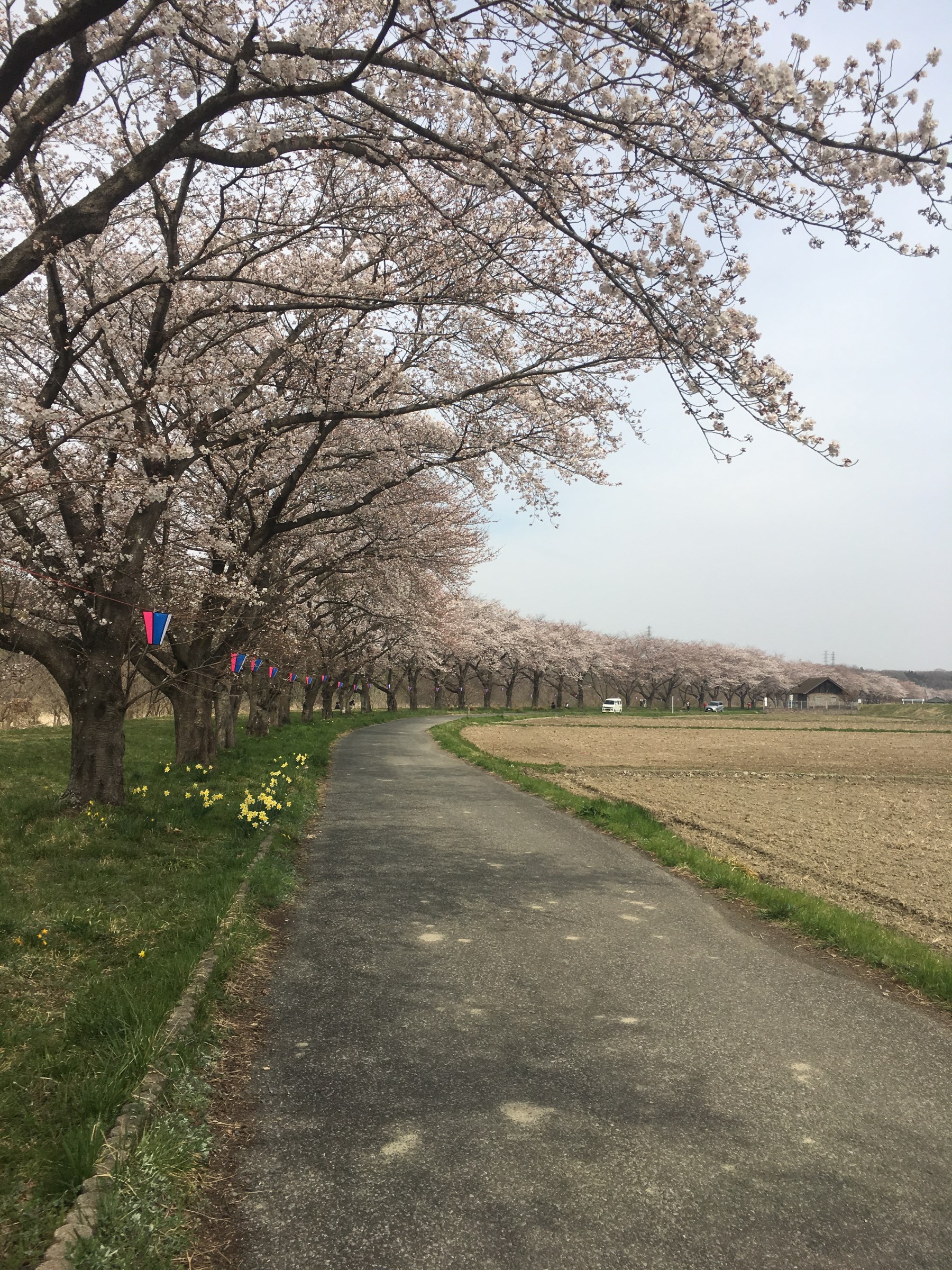 都幾川桜提
