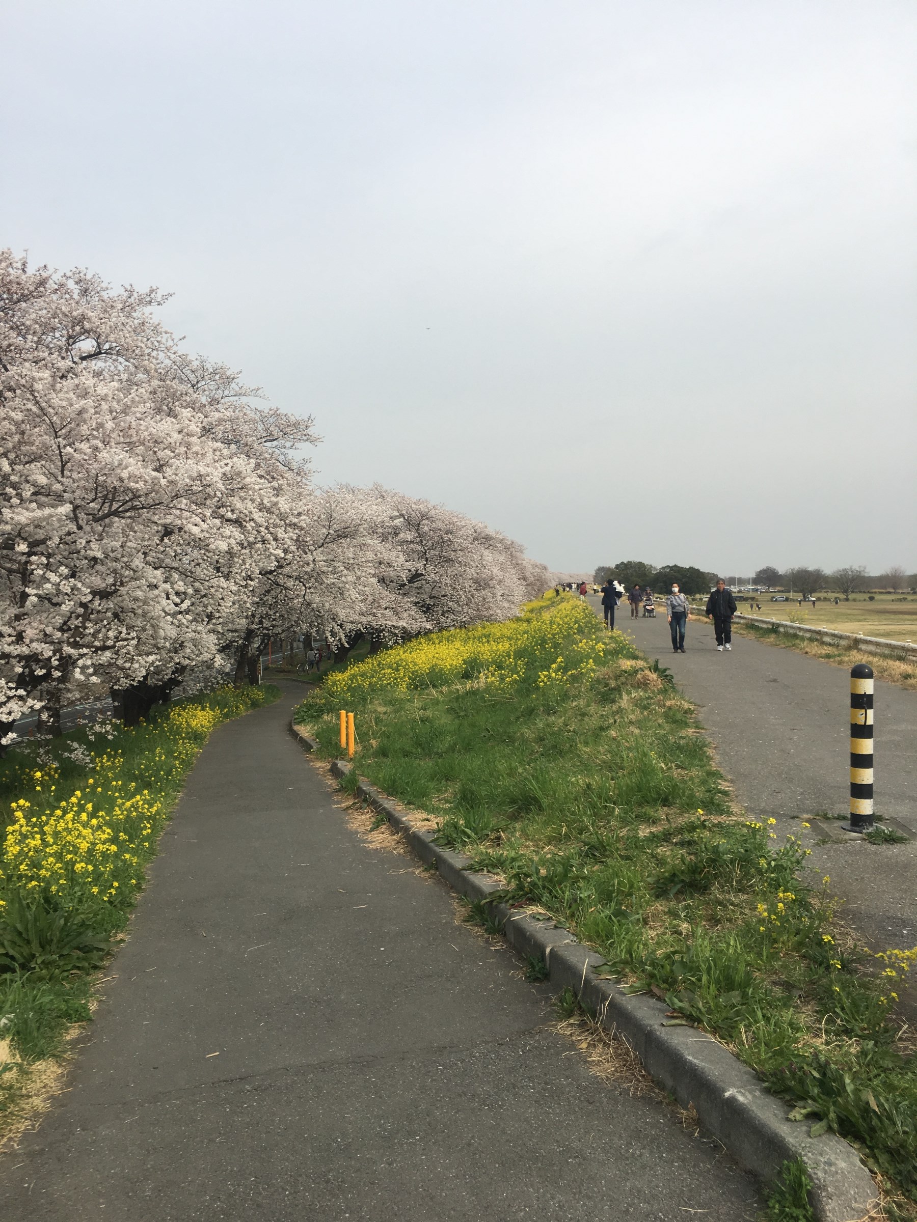 熊谷桜提