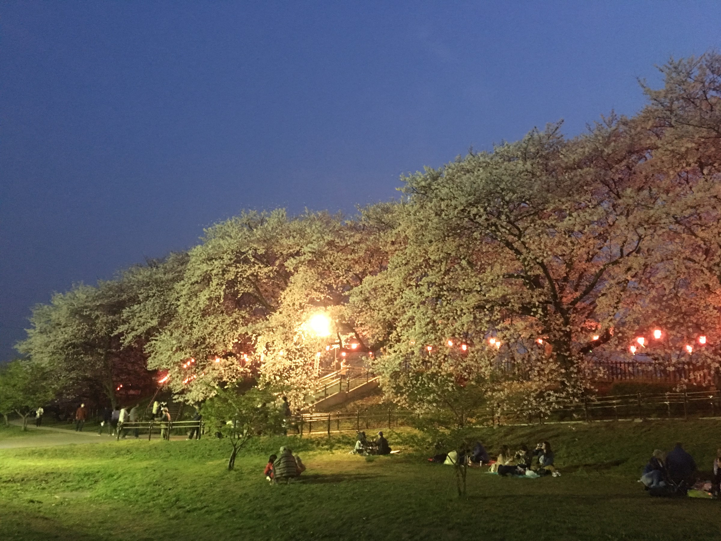 幸手権現堂桜堤