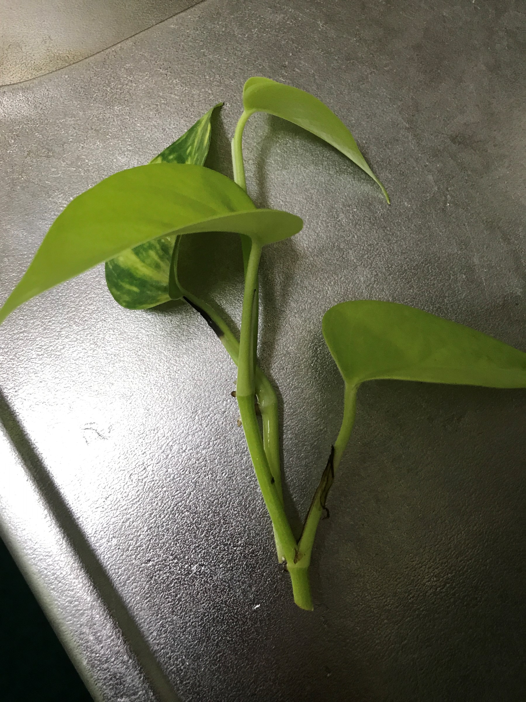 ポトス成長日記 タイヤ館スタッフ日記 タイヤ館 宇都宮南 タイヤからはじまる トータルカーメンテナンス タイヤ館グループ