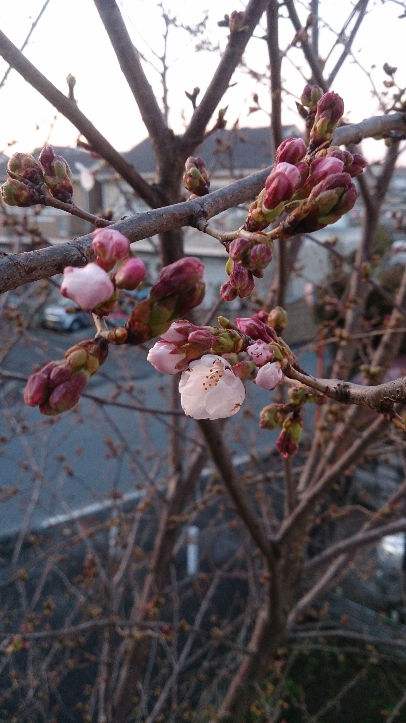 3月27日