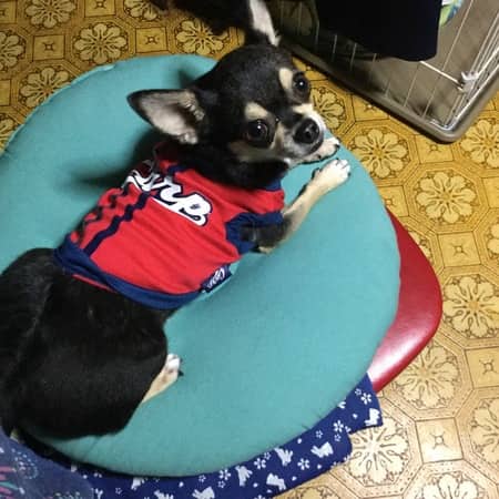 カープ優勝犬 スタッフ日記 タイヤ館 福山曙 タイヤからはじまる トータルカーメンテナンス タイヤ館グループ