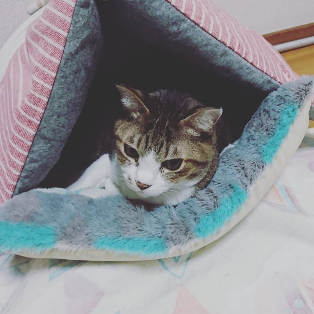 愛娘猫 りん