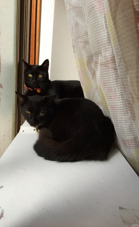 黒ねこです。 黒猫同盟🐾🐈‍⬛🐾 on X: 