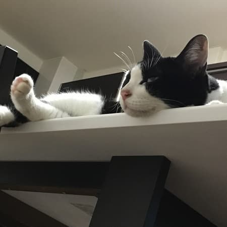 うちの猫 スタッフ日記 タイヤ館 宮崎 タイヤからはじまる トータルカーメンテナンス タイヤ館グループ