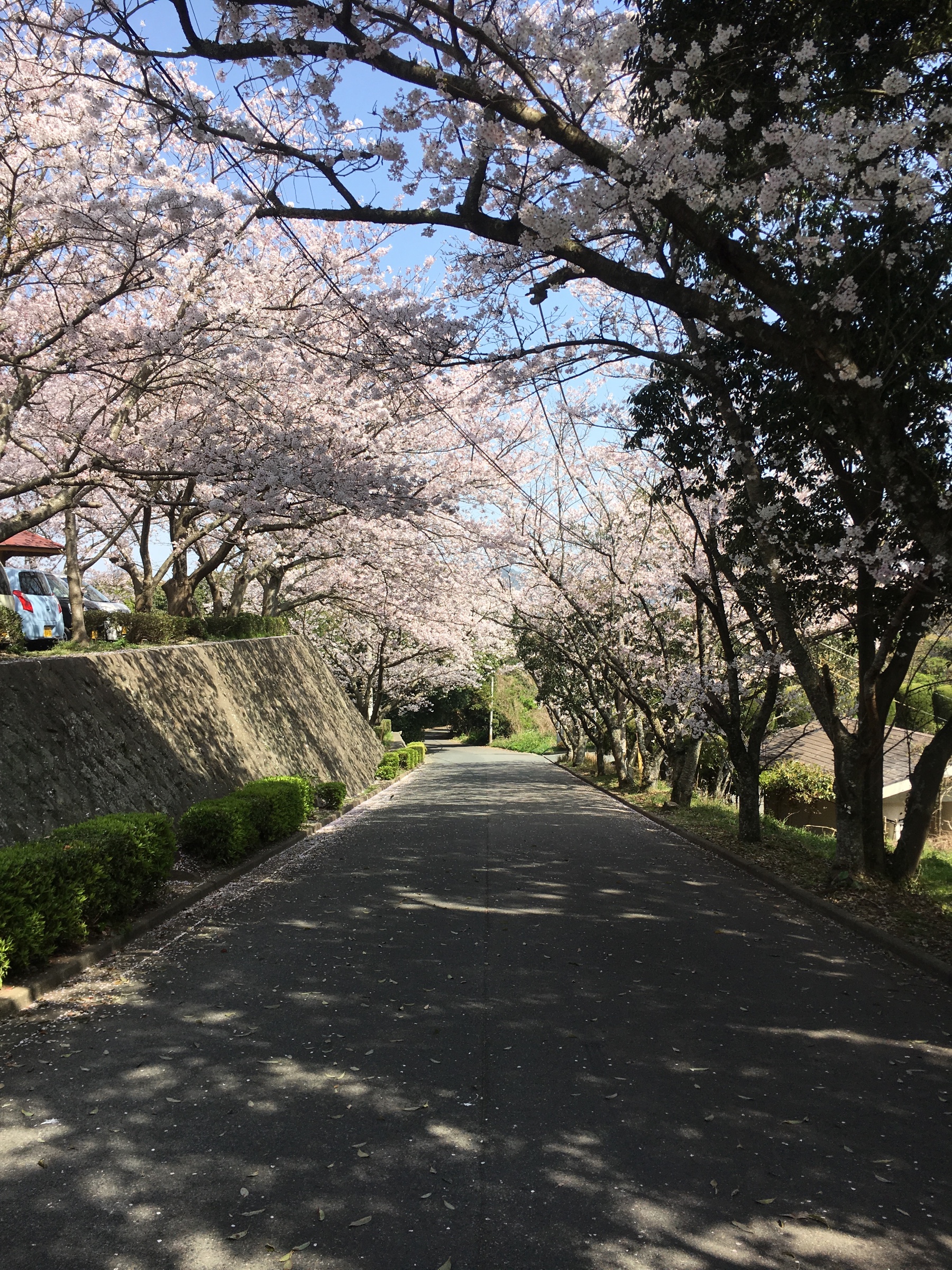 サクラ