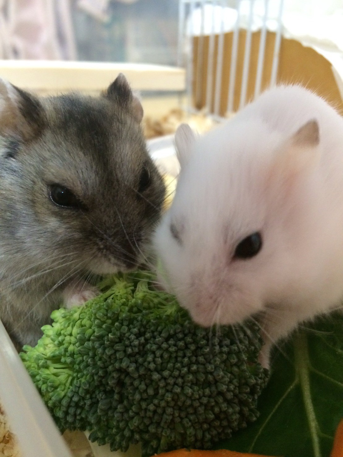 小動物の癒し スタッフ日記 タイヤ館 花博鶴見 タイヤからはじまる トータルカーメンテナンス タイヤ館グループ