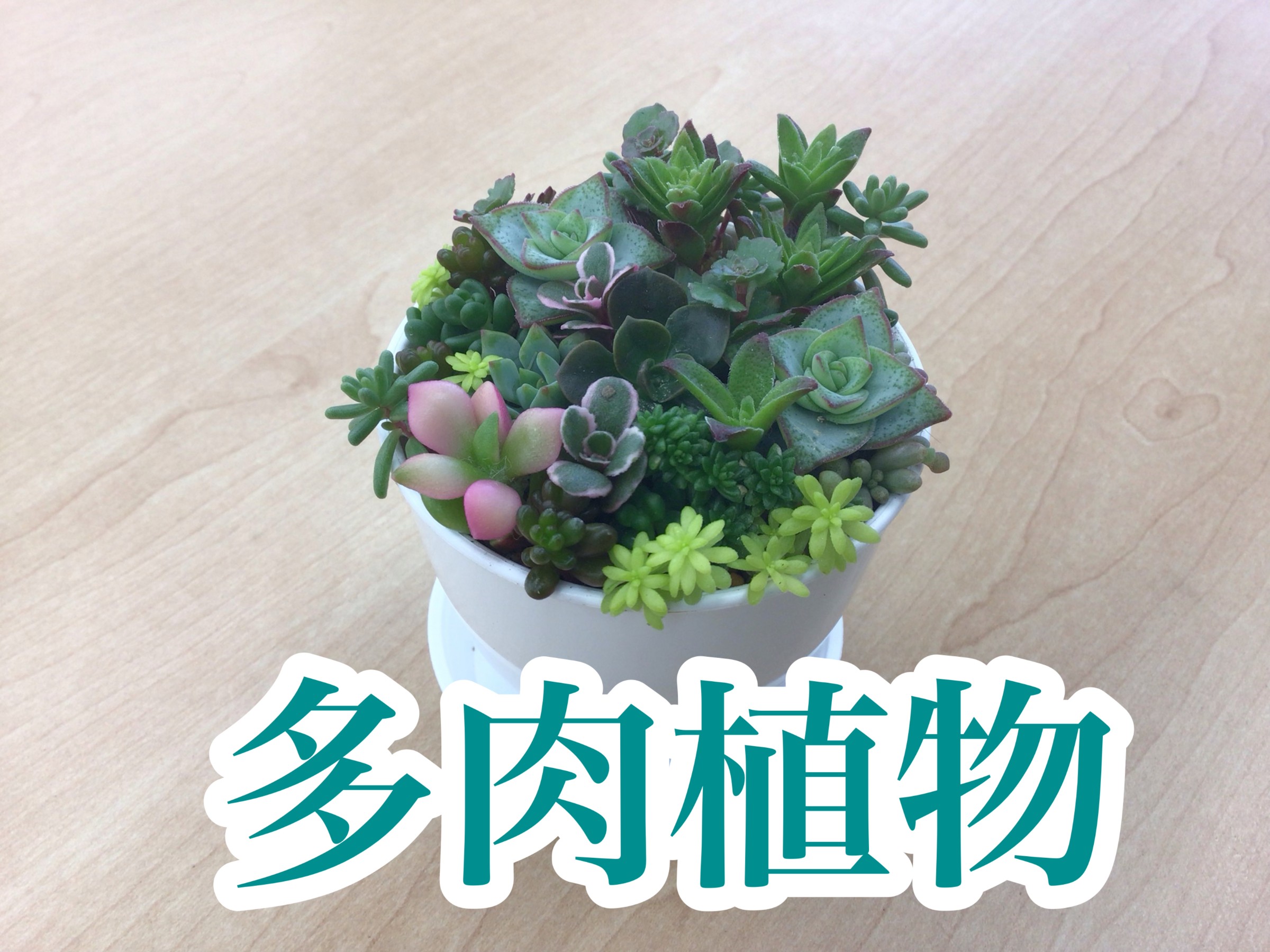 タイヤ館 須賀川】お客様より『多肉植物』をいただきました