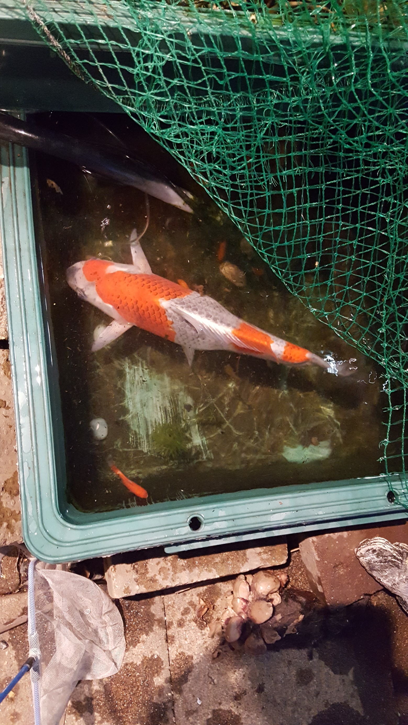 錦鯉飼育しませんか スタッフ日記 タイヤ館 深谷 タイヤからはじまる トータルカーメンテナンス タイヤ館グループ