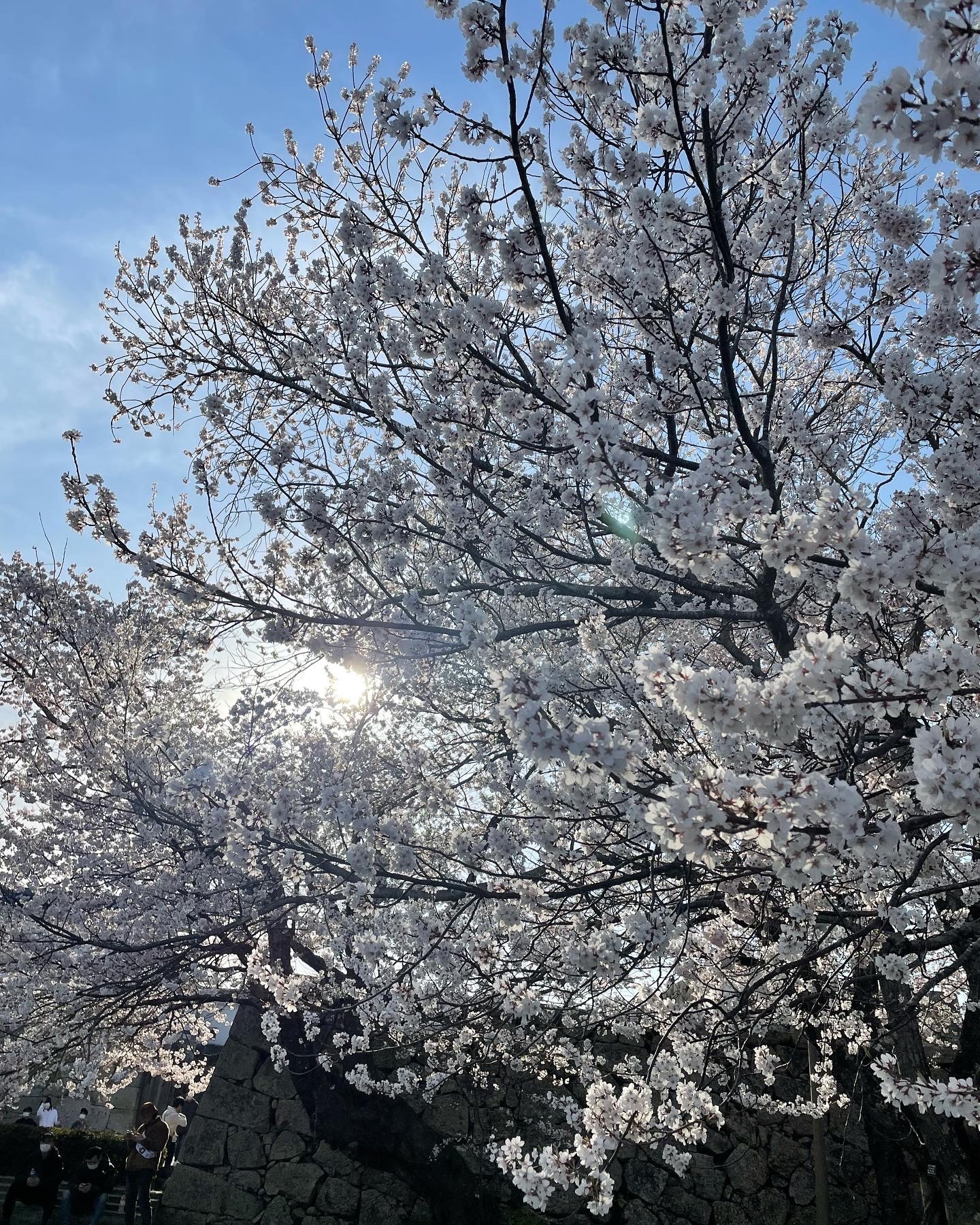 津山の桜