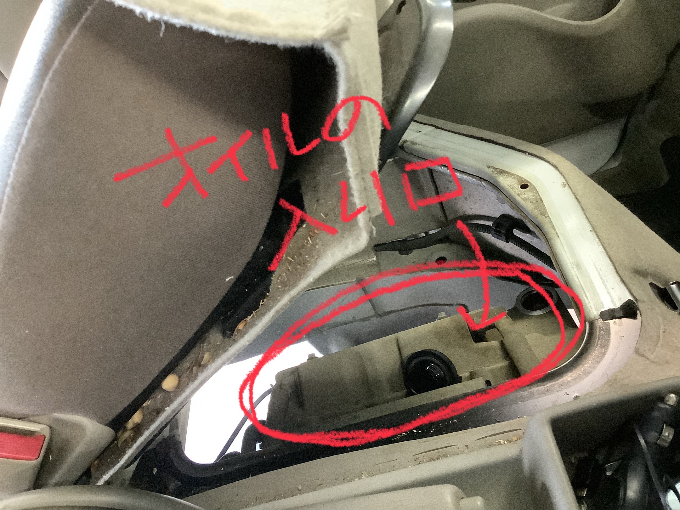 スタッフ撮影です。文字はペイントです。