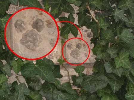 日記 ディズニーシー 隠れミッキー 初級偏 茂みの中の隠れミッキー スタッフ日記 タイヤ館 旭 千葉県のタイヤ カー用品ショップ タイヤからはじまる トータルカーメンテナンス タイヤ館グループ