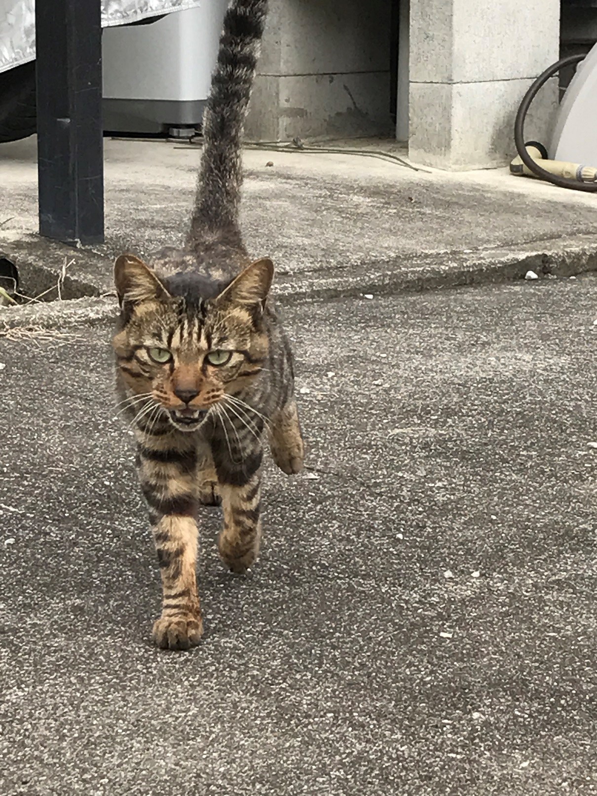 スタッフが撮影した画像です。