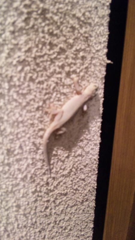 ヤモリ 家守 スタッフ日記 タイヤ館 瀬谷 神奈川県のタイヤ カー用品ショップ タイヤからはじまる トータルカーメンテナンス タイヤ館グループ