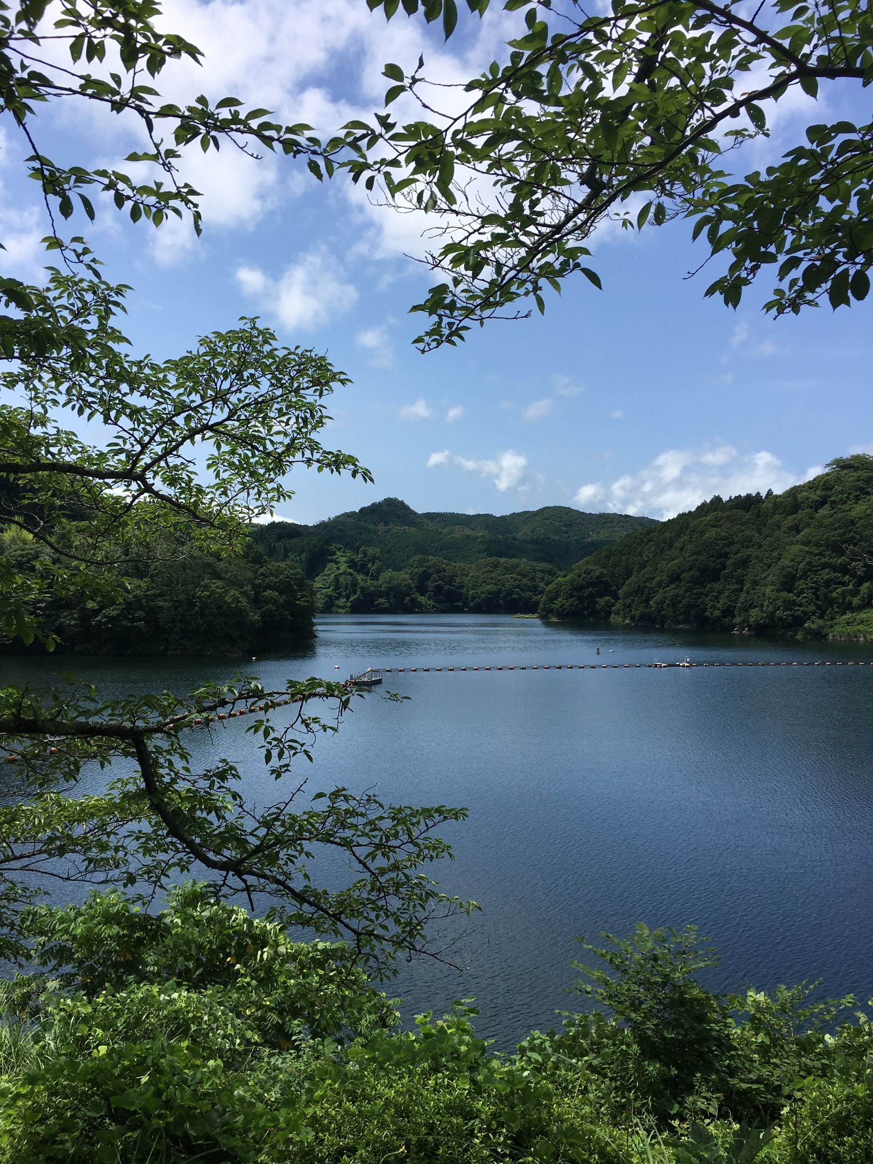 油絵 湖面 蓮 ブルー 夏 一点もの