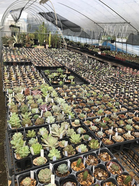 多肉植物日記 スタッフブログ タイヤ館 南林寺 タイヤからはじまる トータルカーメンテナンス タイヤ館グループ
