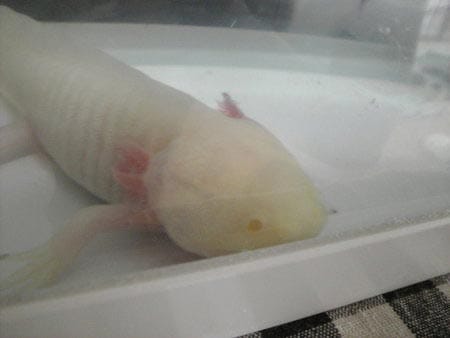 ウーパールーパー飼っています スタッフブログ 日記 タイヤ館 鎌ヶ谷 千葉県のタイヤ カー用品ショップ タイヤからはじまる トータルカーメンテナンス タイヤ館グループ