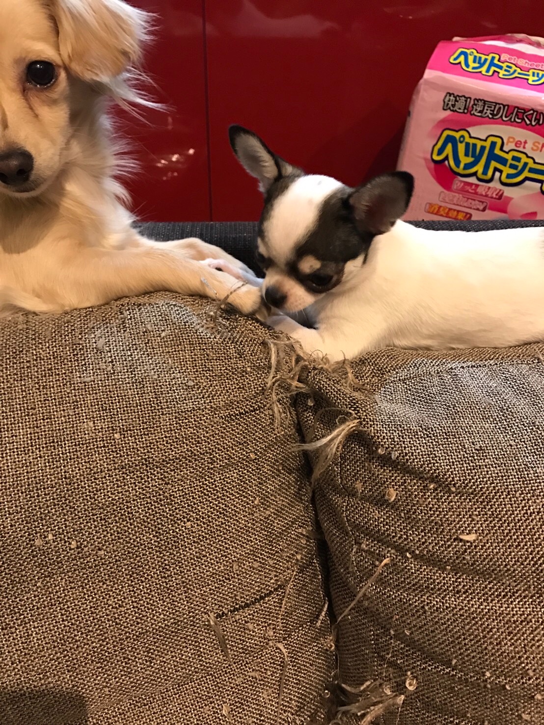 スタッフが撮影した写真です