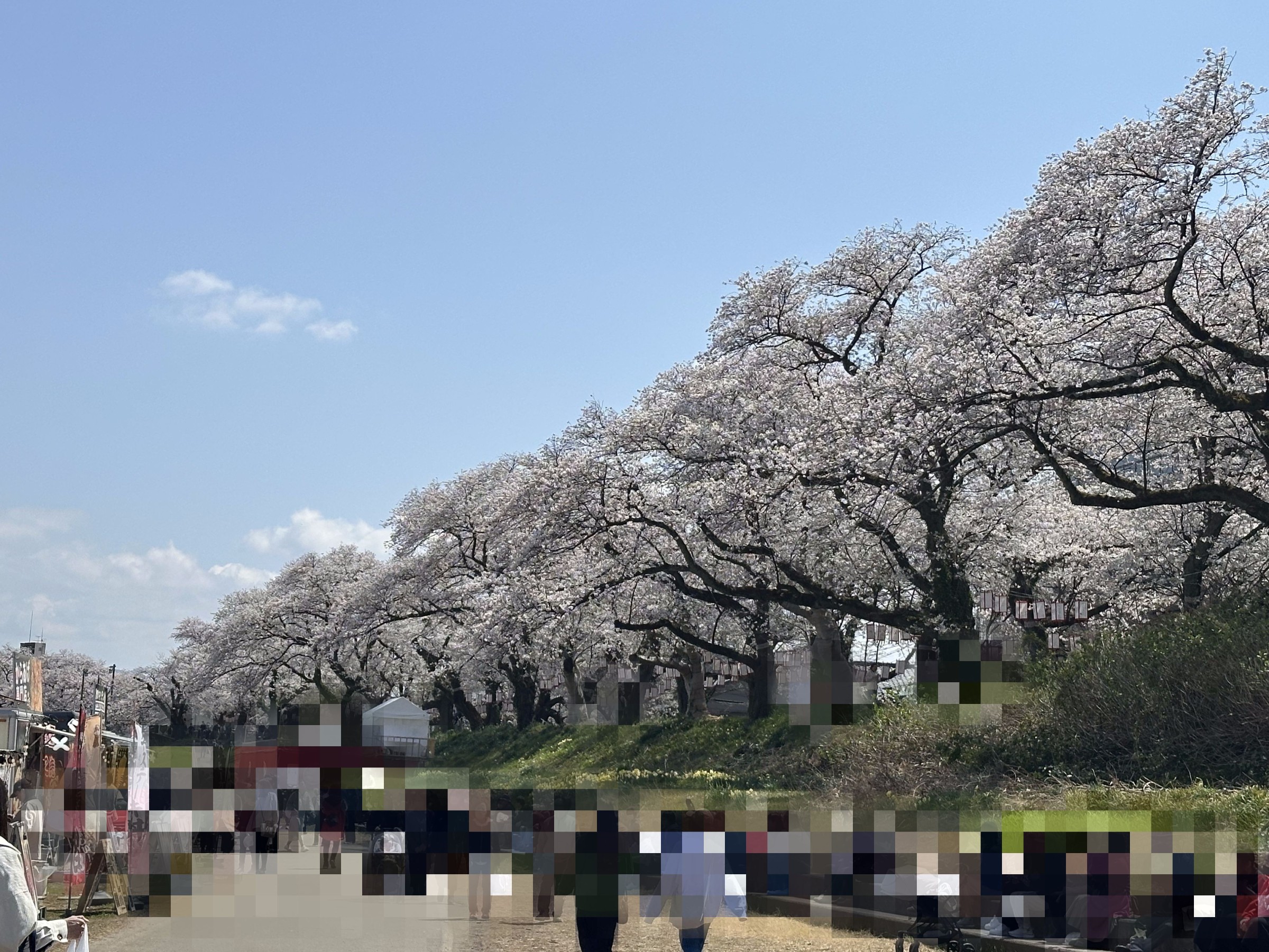 足羽川