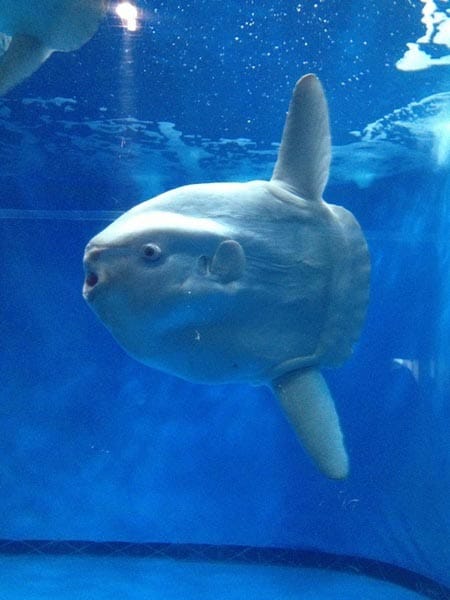 う マンボぅ スタッフ日記 タイヤ館 三鷹 東京都のタイヤ カー用品ショップ タイヤからはじまる トータルカーメンテナンス タイヤ館グループ