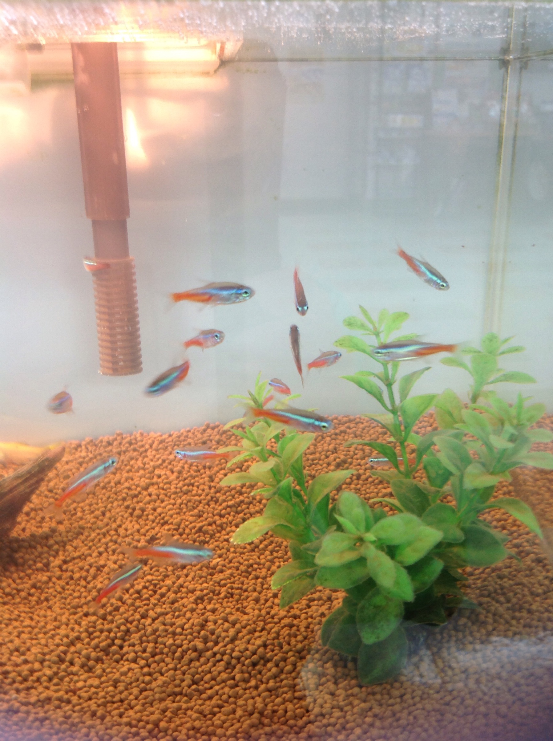 ネオンテトラ30匹が待ってます(*^◯^*)