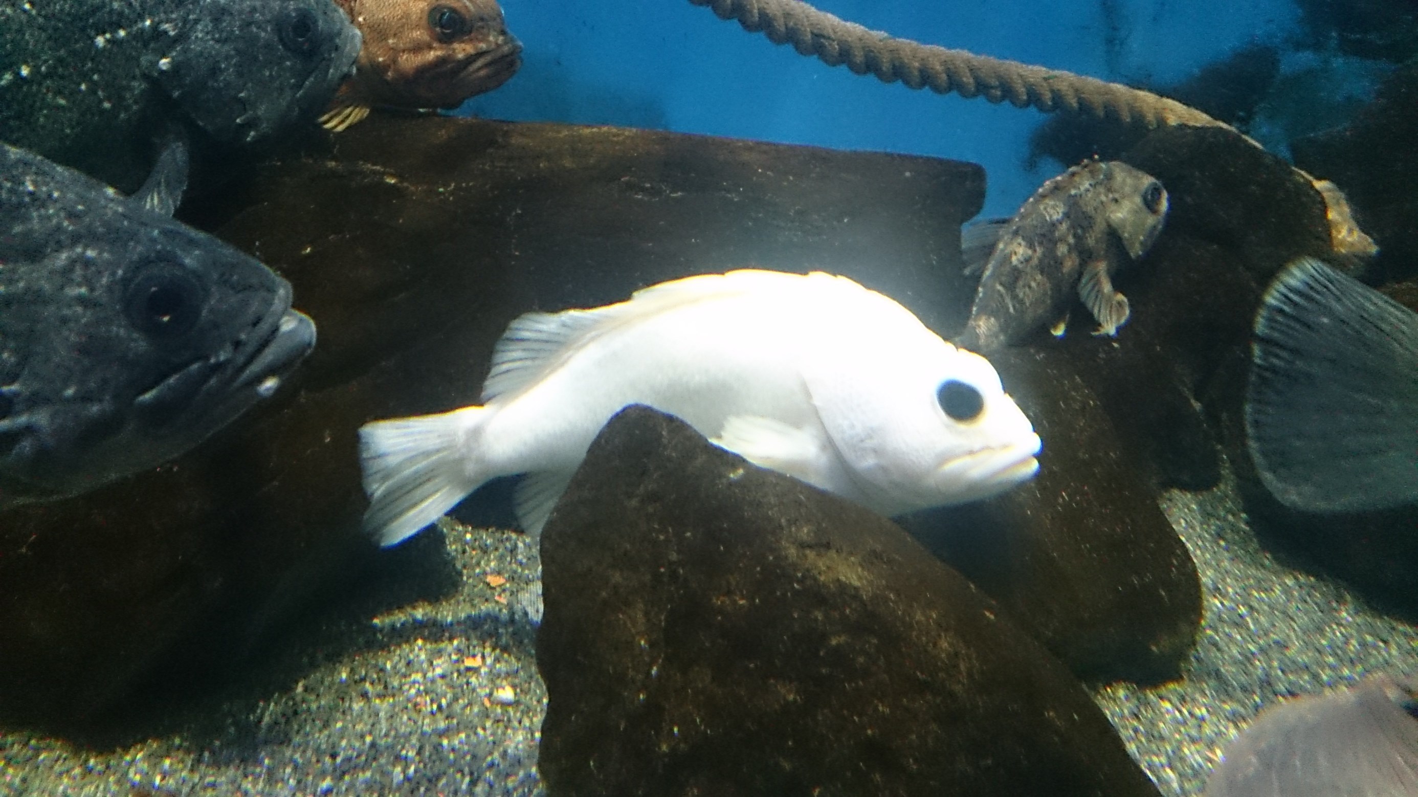 プチ旅行 仙台 スタッフ日記 タイヤ館 青森中央 タイヤからはじまる トータルカーメンテナンス タイヤ館グループ
