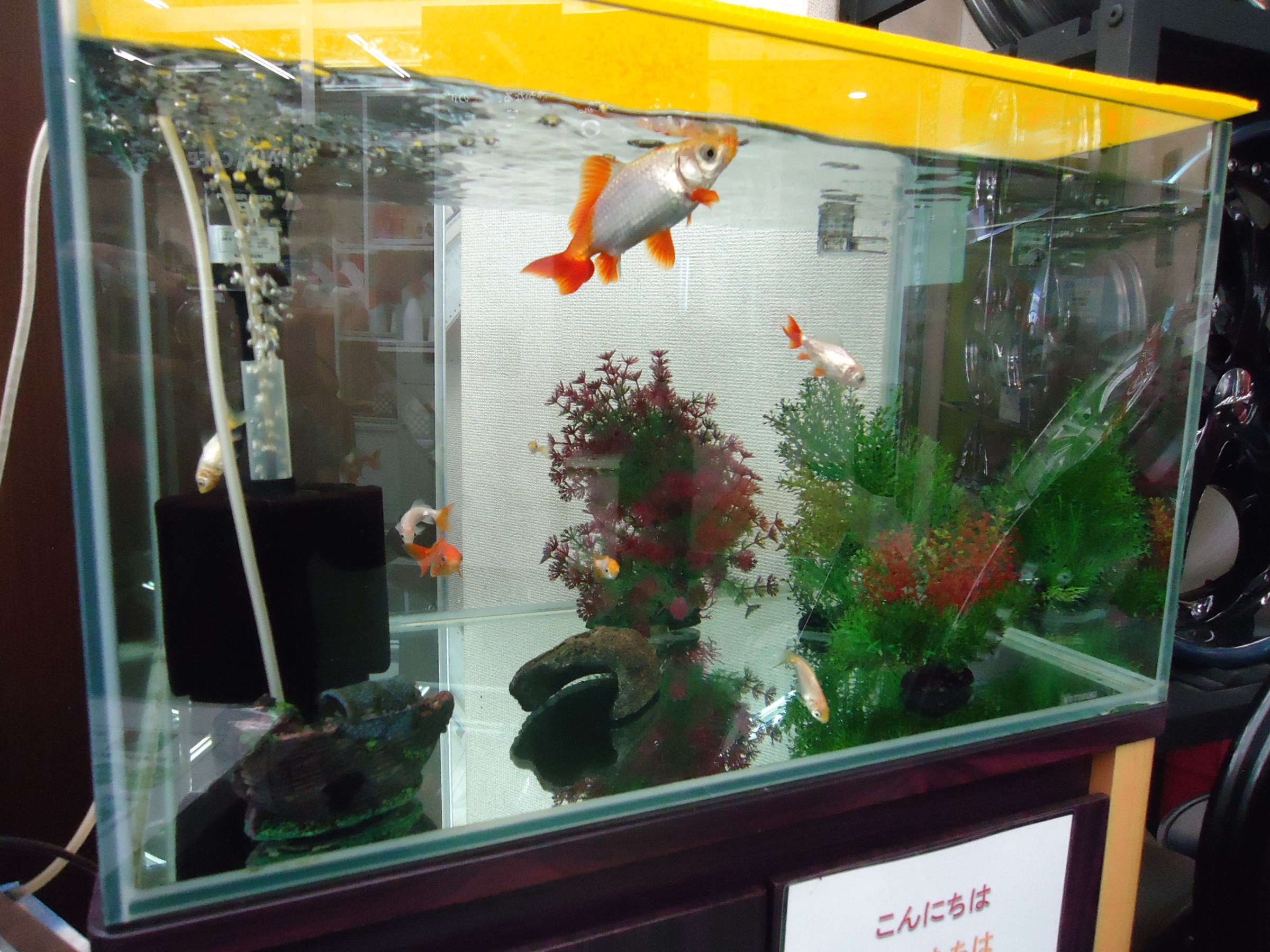 夏バテ知らずの金魚ちゃんたち スタッフ日記 タイヤ館 葛飾 東京都のタイヤ カー用品ショップ タイヤからはじまる トータルカーメンテナンス タイヤ館グループ