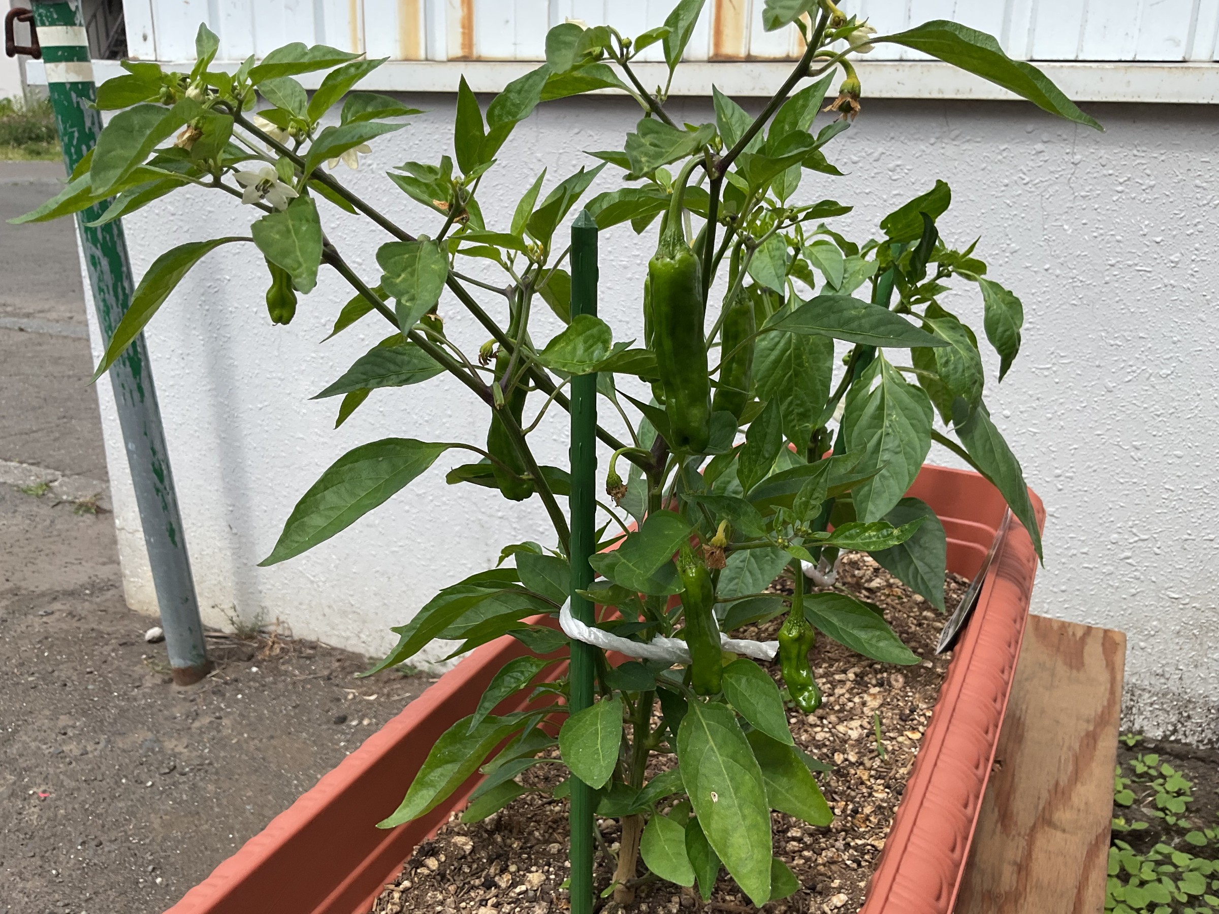 スタッフ撮影しました