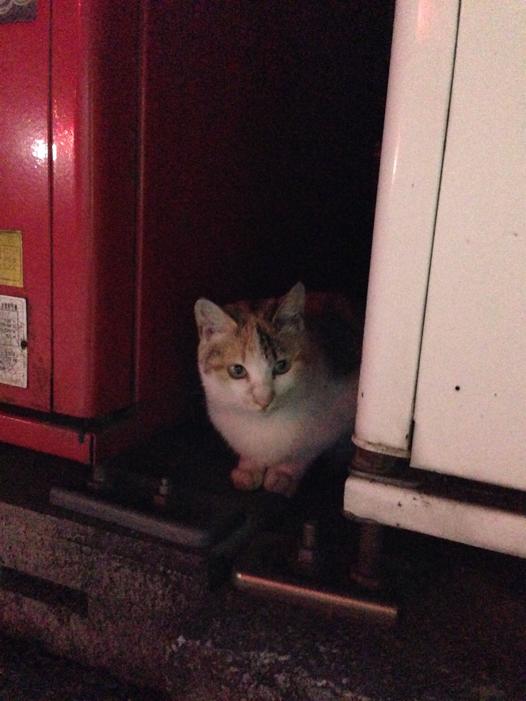 スタッフ撮影です。