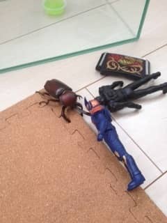 カブトムシvs仮面ライダー鎧武 都筑の日記 タイヤ館 都筑インター 神奈川県のタイヤ カー用品ショップ タイヤからはじまる トータルカーメンテナンス タイヤ館グループ
