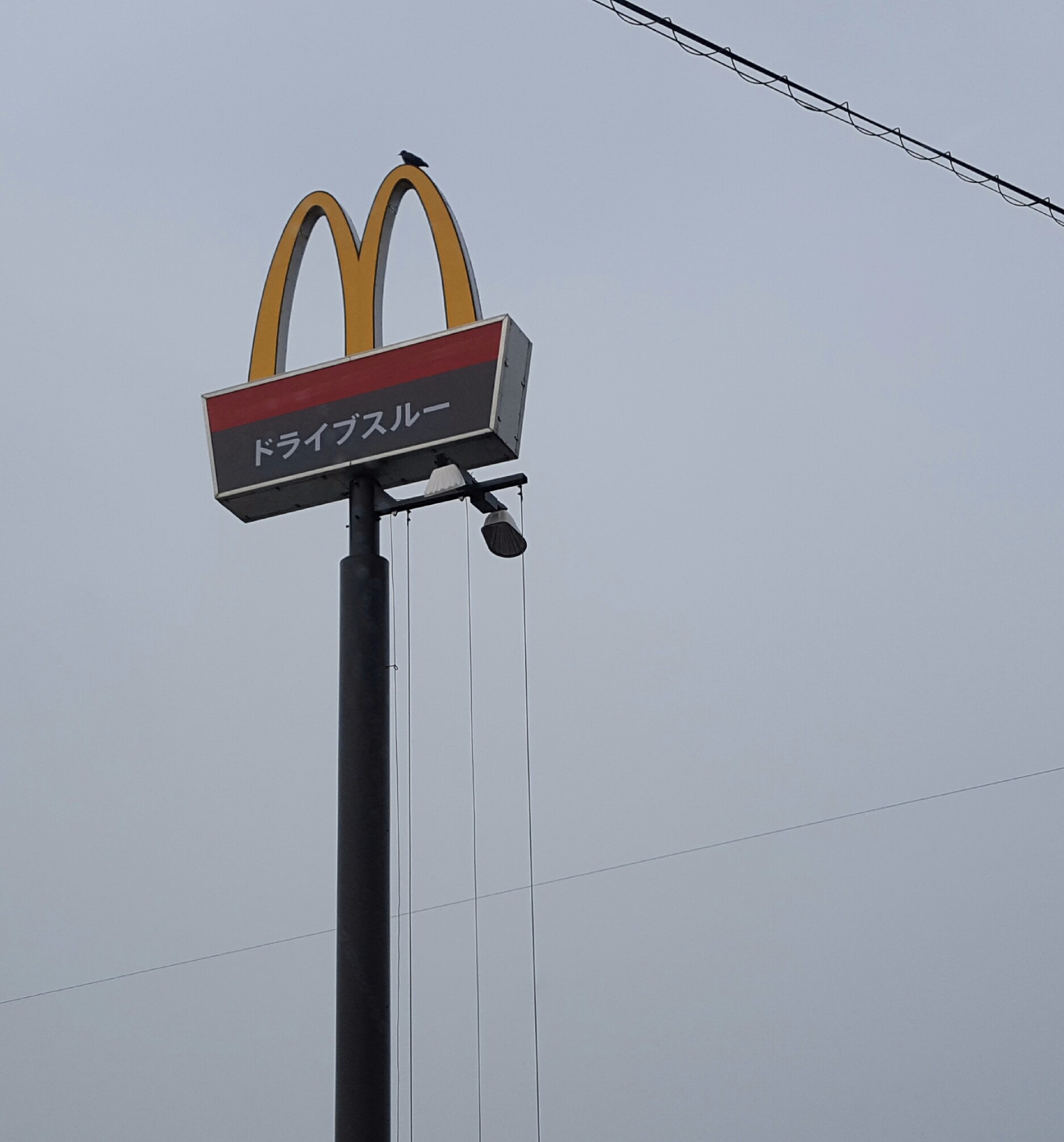 看板に鳥