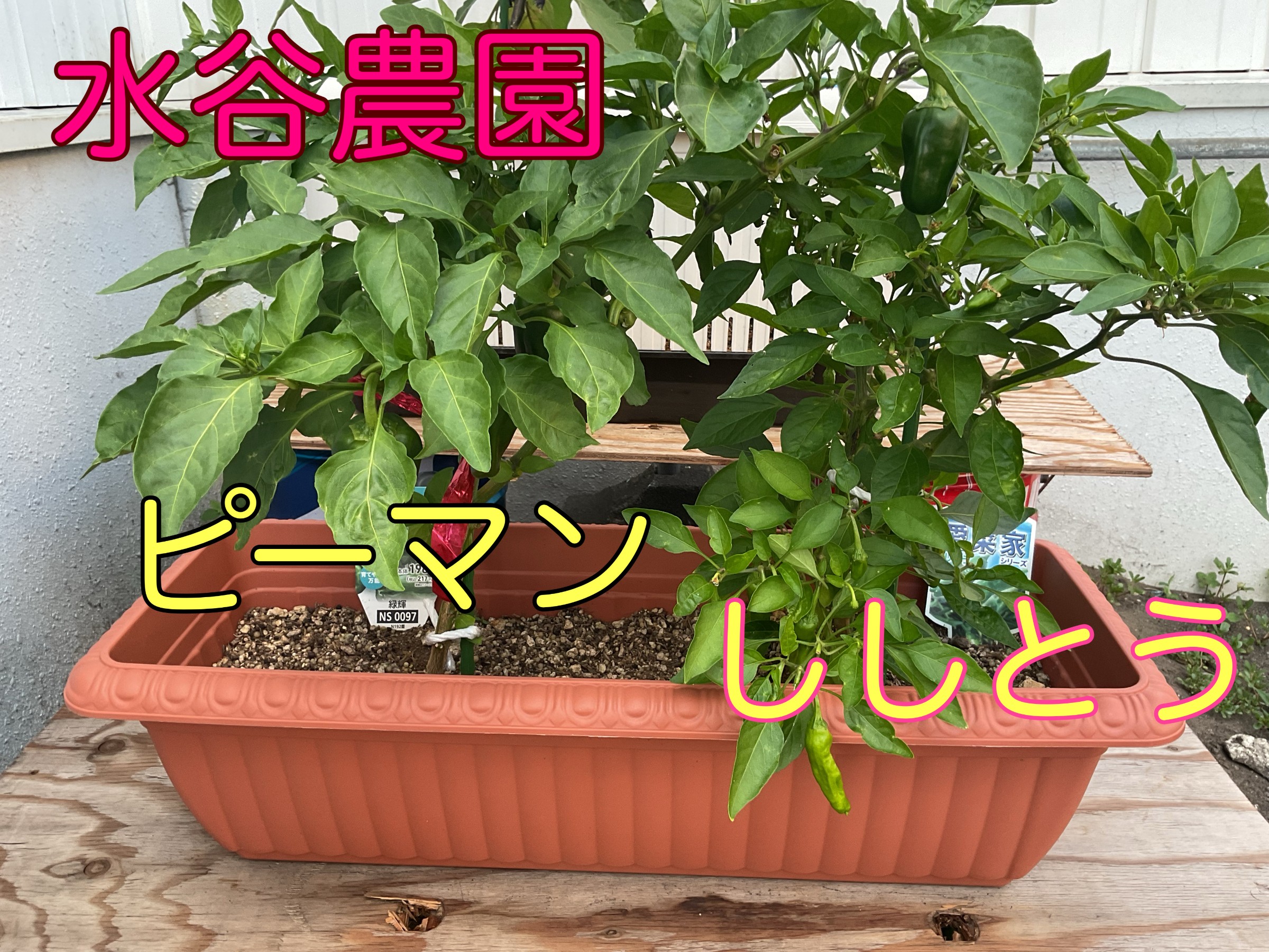 スタッフ撮影しました
