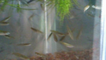 メダカを採集 スタッフ日記 タイヤ館 柏崎 新潟県のタイヤ カー用品ショップ タイヤからはじまる トータルカーメンテナンス タイヤ館グループ