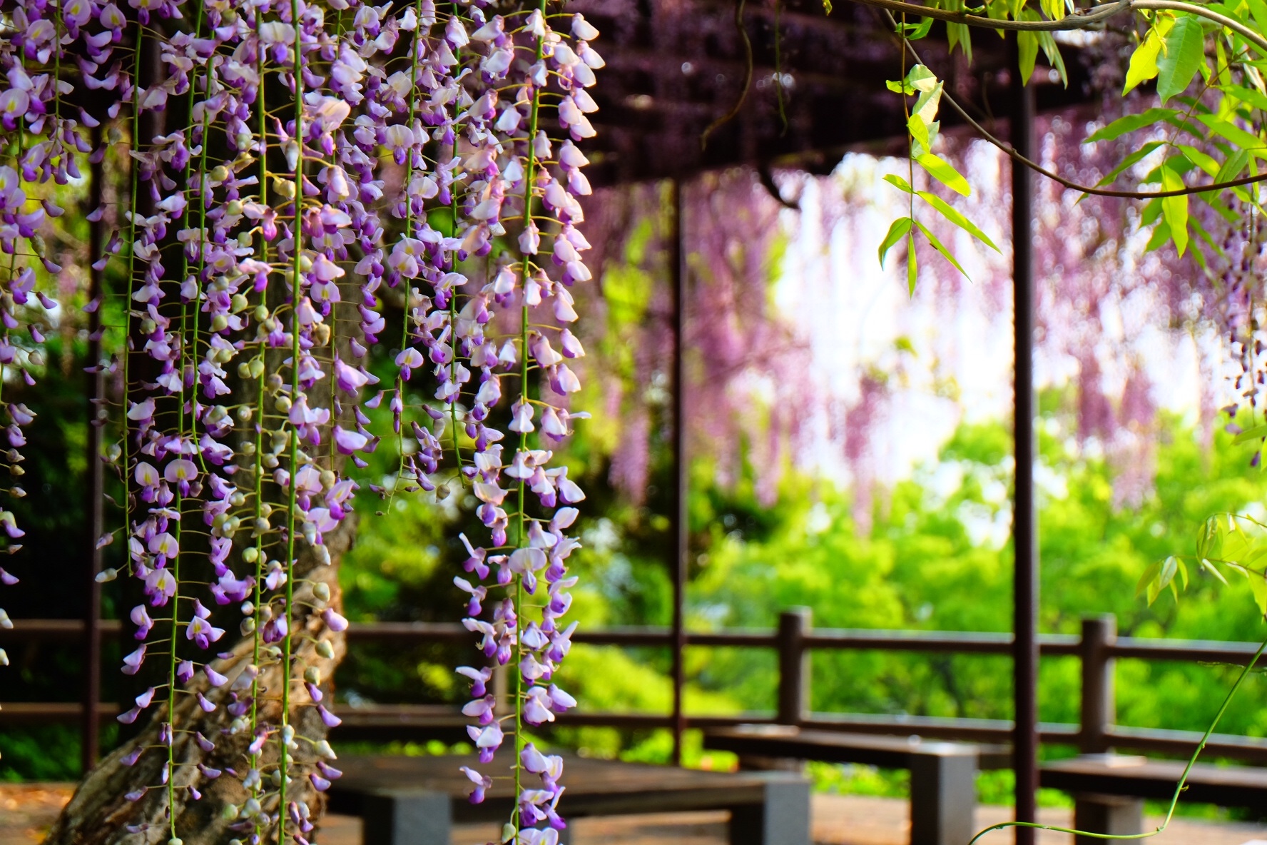 藤の花と大楠 スタッフ日記 タイヤ館 諫早 タイヤからはじまる トータルカーメンテナンス タイヤ館グループ