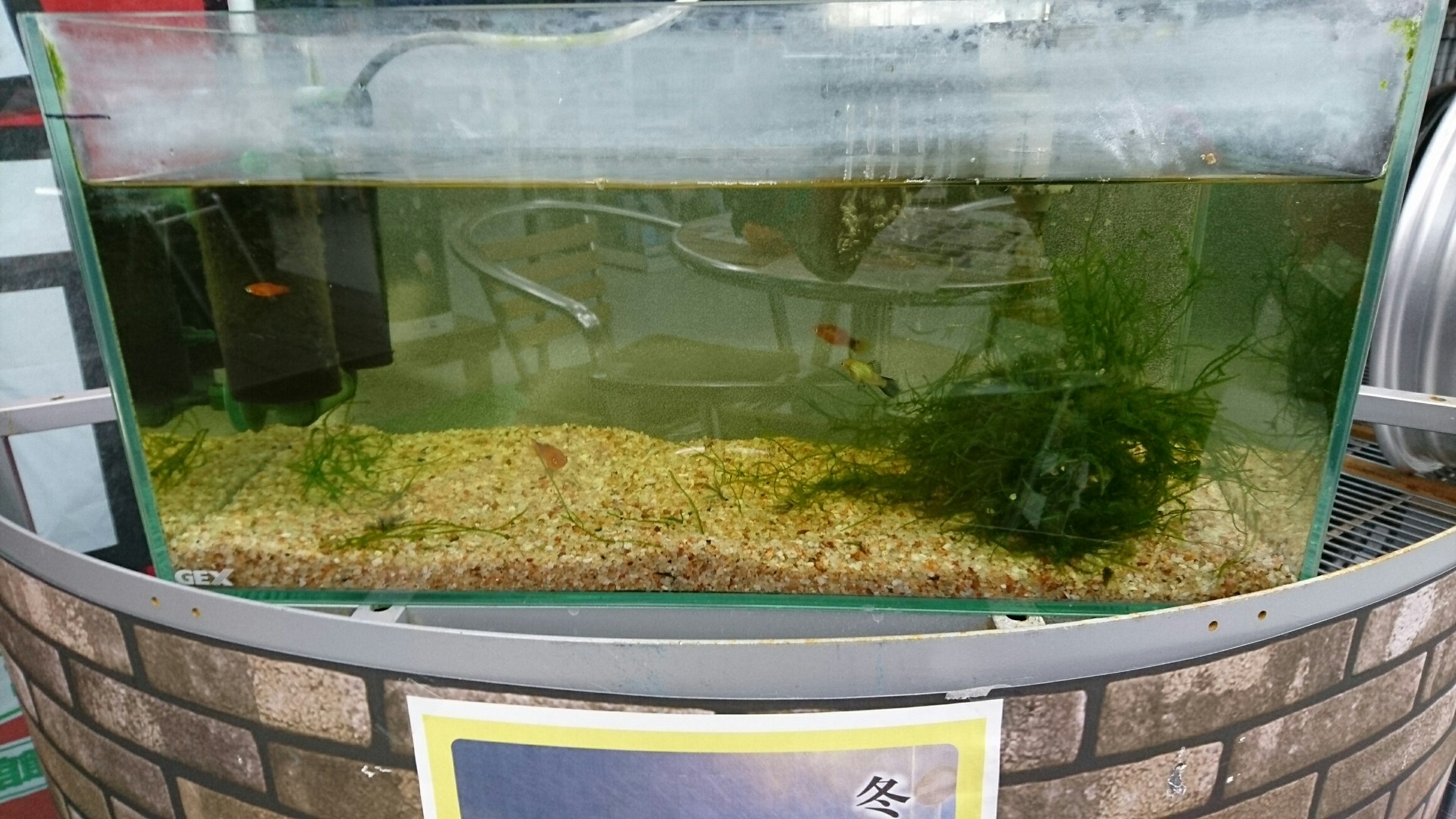熱帯魚水槽 スタッフ日記 タイヤ館 国分 タイヤからはじまる トータルカーメンテナンス タイヤ館グループ