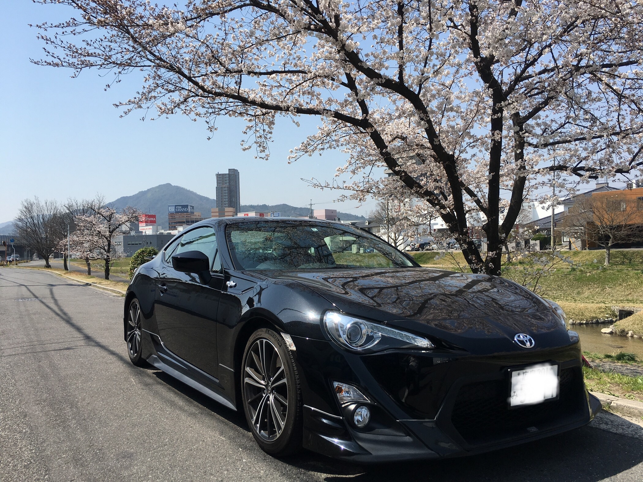 桜