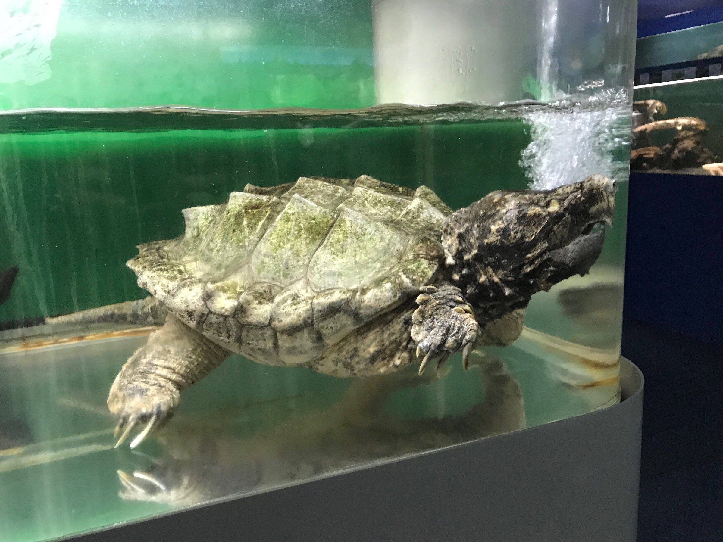東京タワー水族館 スタッフ日記 タイヤ館 勝田台 千葉県のタイヤ カー用品ショップ タイヤからはじまる トータルカーメンテナンス タイヤ館グループ