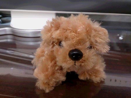 トイプードル風ぬいぐるみ | 店舗おススメ情報 | タイヤ館