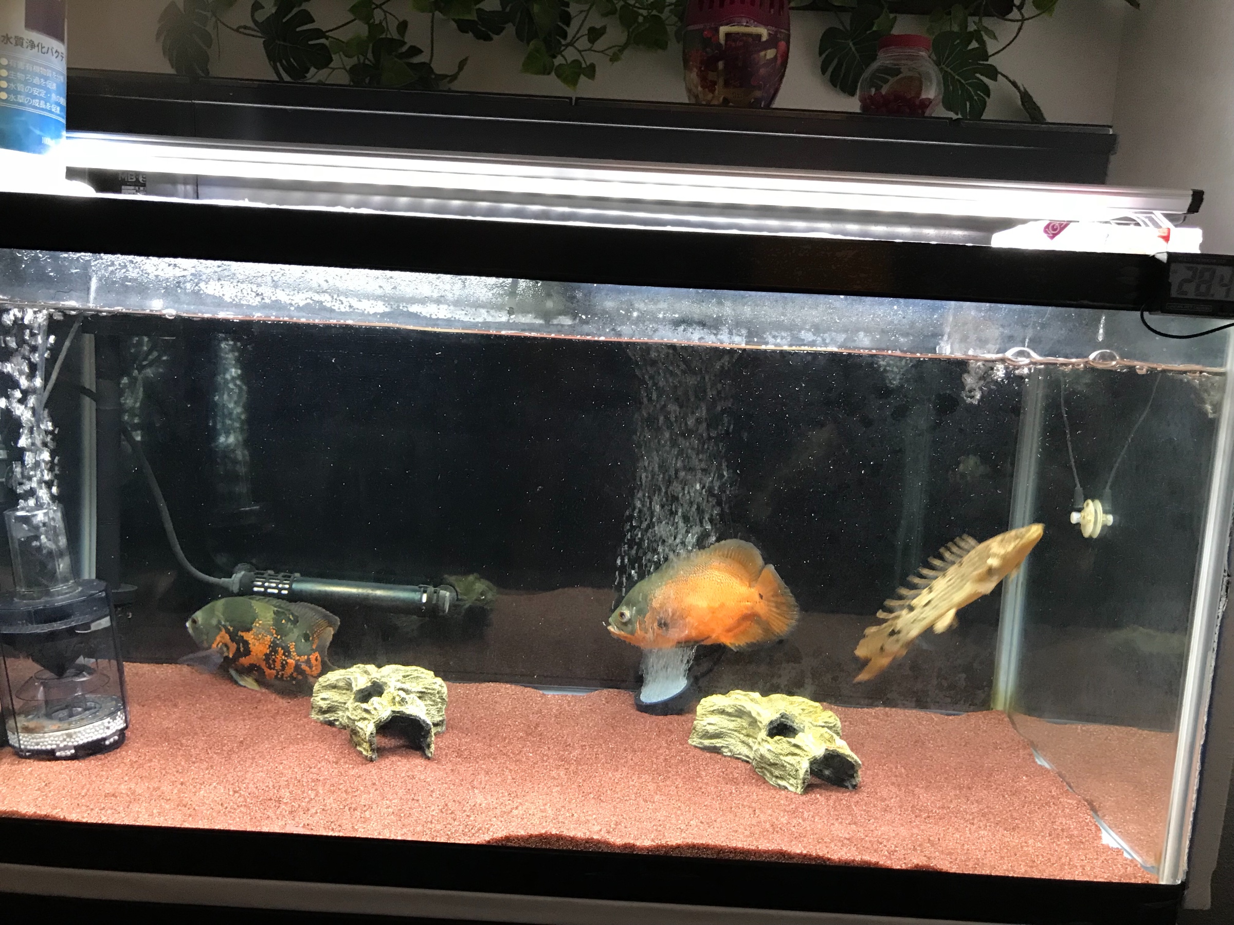 スタッフが撮影した写真です