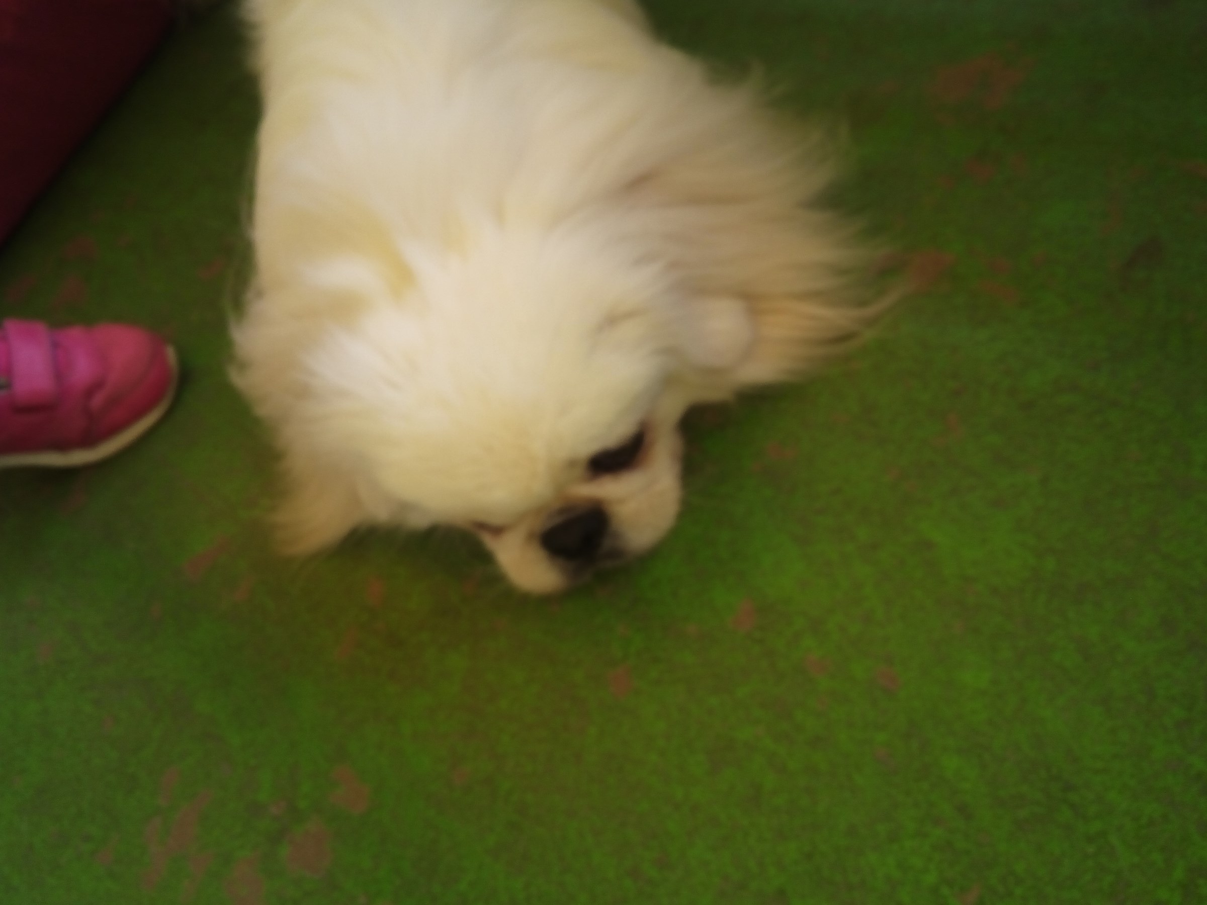 つくばわんわんランド 犬編 スタッフ日記 タイヤ館 真岡 タイヤからはじまる トータルカーメンテナンス タイヤ館グループ