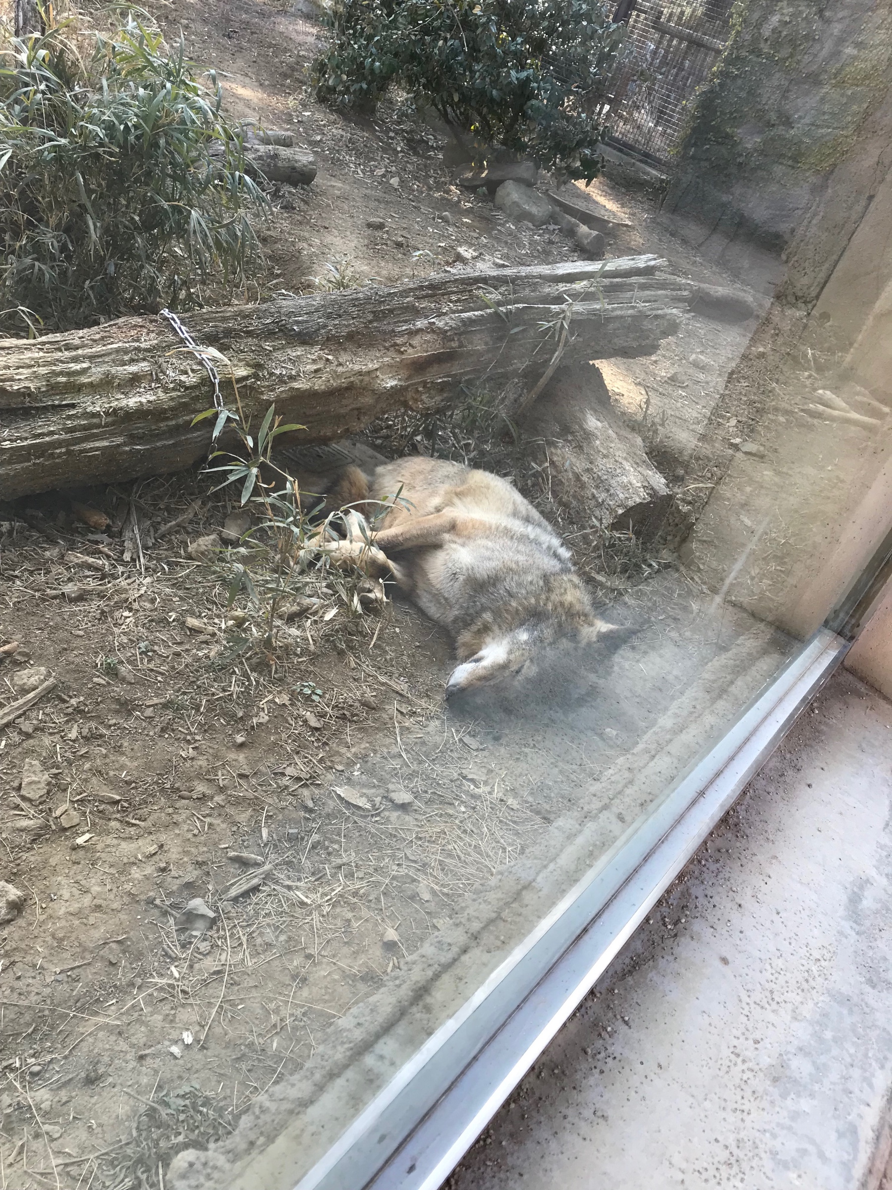 多摩動物公園にいた珍しい動物 スタッフ日記 タイヤ館 勝田台 千葉県のタイヤ カー用品ショップ タイヤからはじまる トータルカーメンテナンス タイヤ館グループ