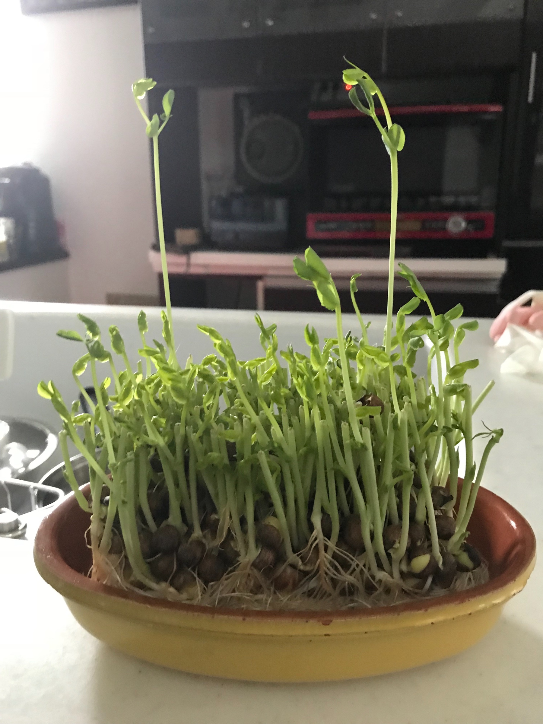 スタッフの撮影した写真です