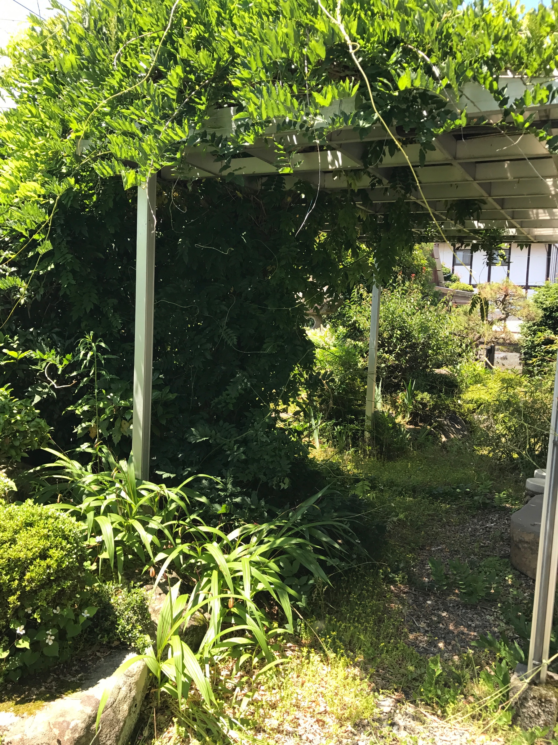 刈る前